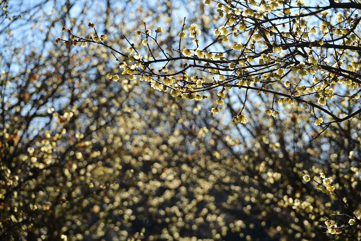 TlC06