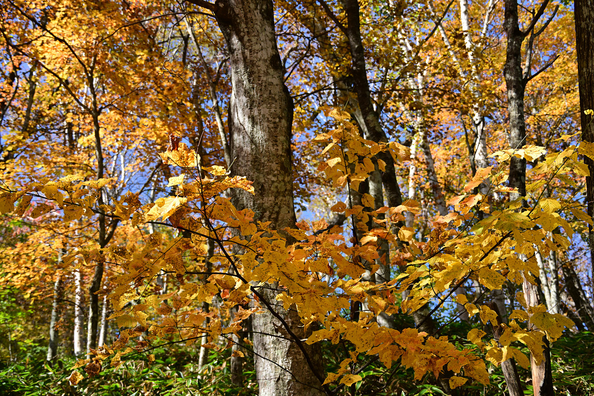 �T���l�C��02