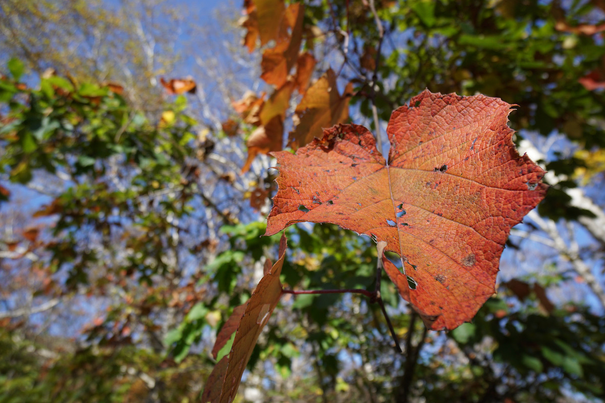 �T���l�C��03