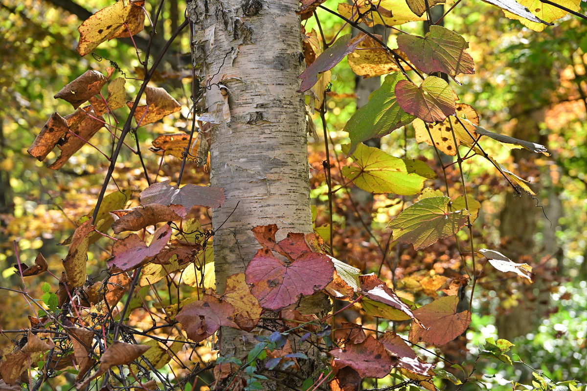 �T���l�C��04