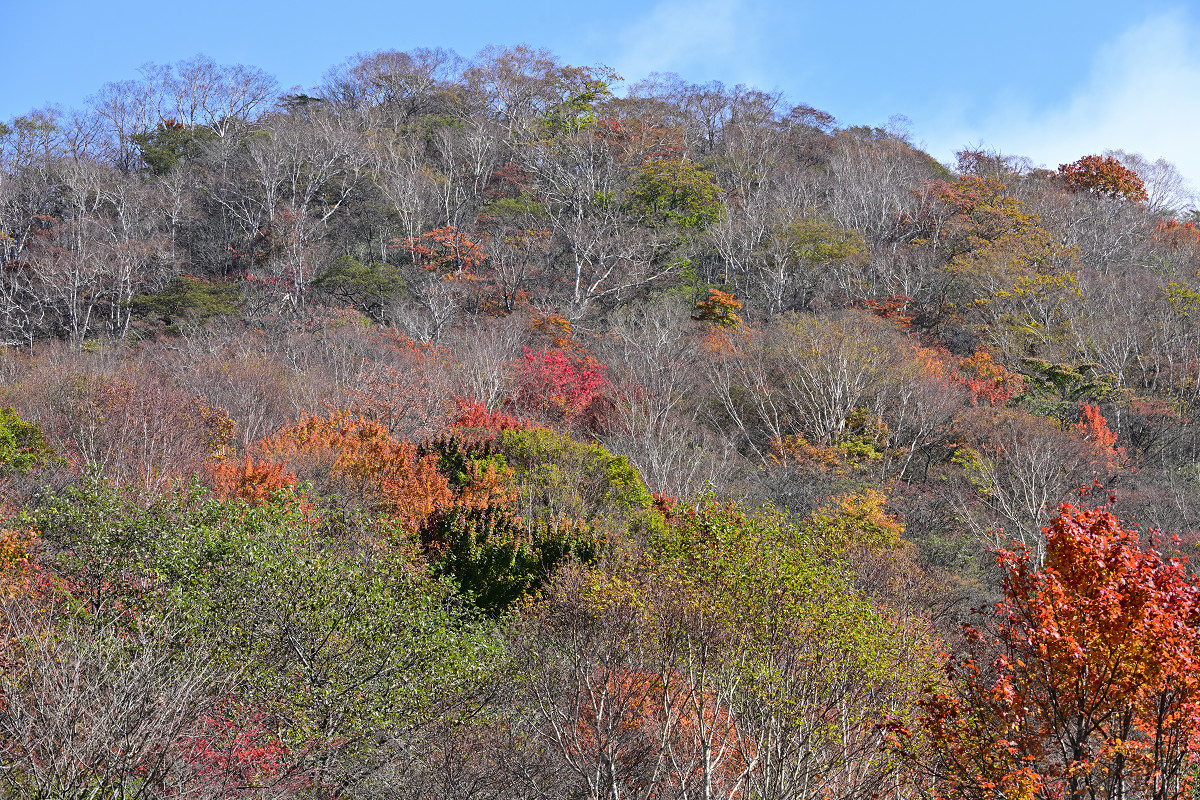 �T���l�C��10