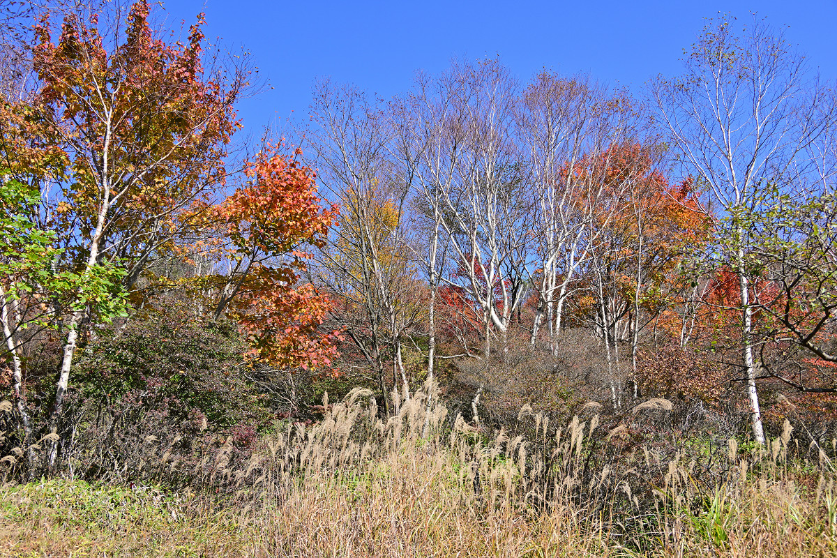 �T���l�C��12