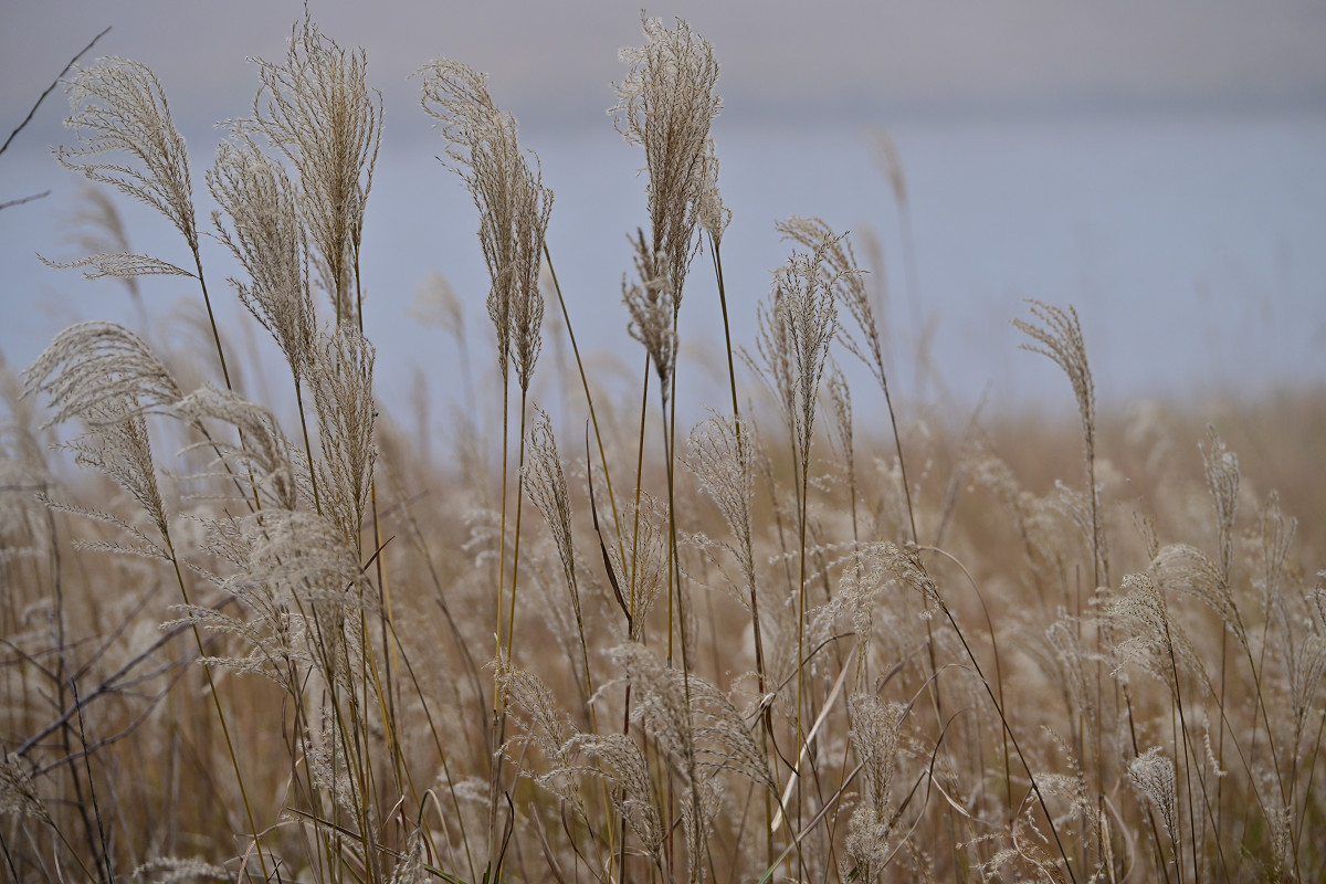 �T���l�C��21