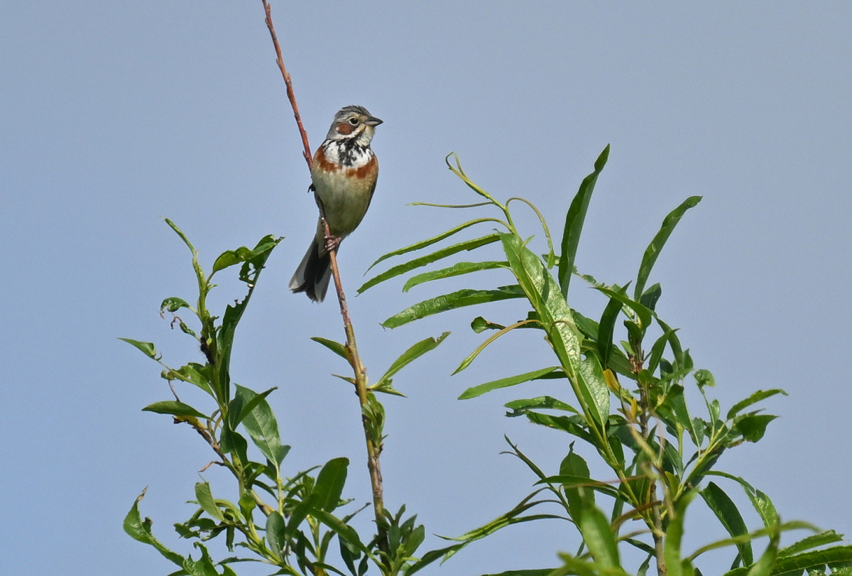 �T���l�C��03