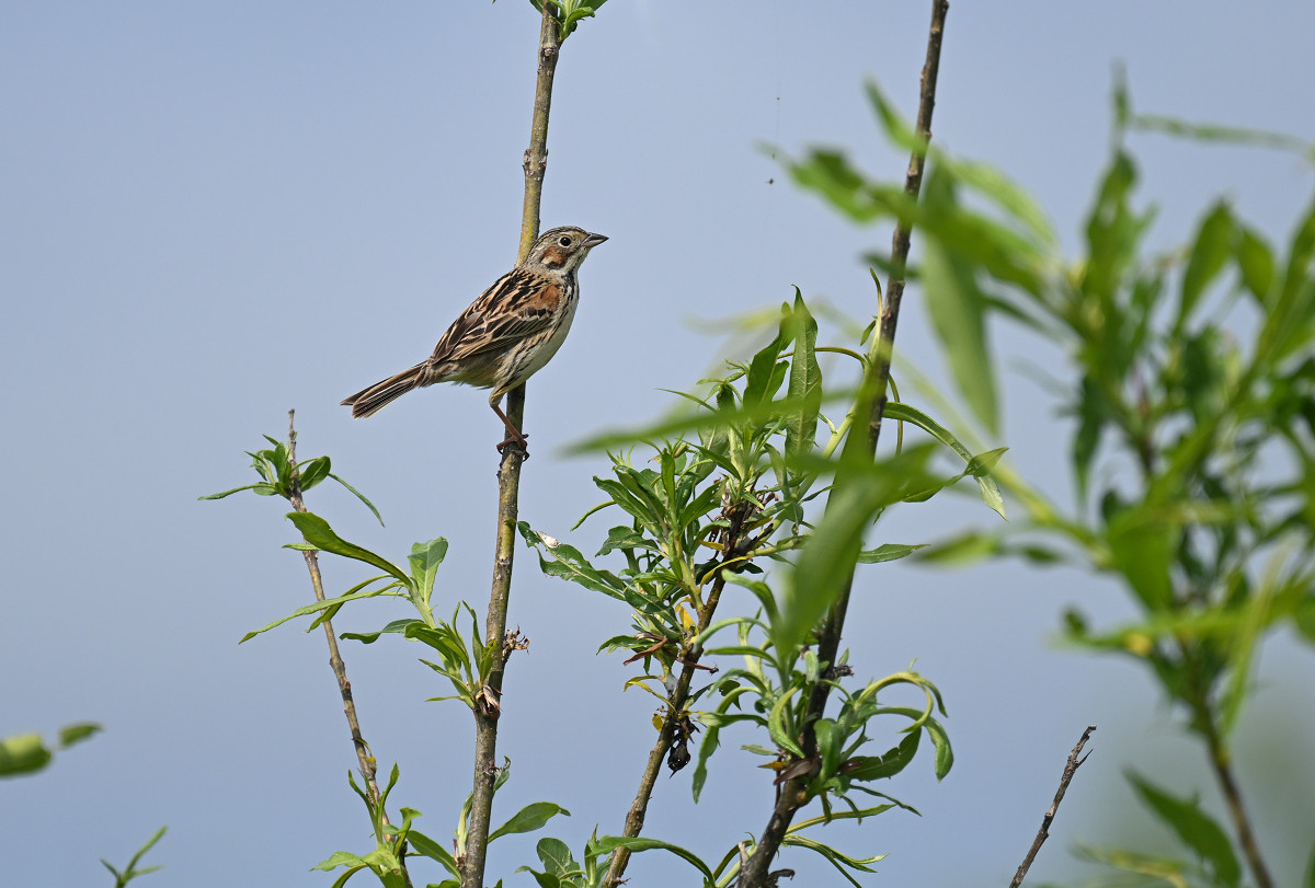 �T���l�C��04