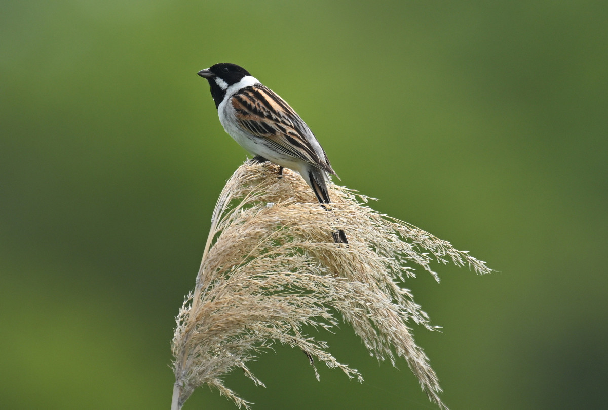 �T���l�C��06