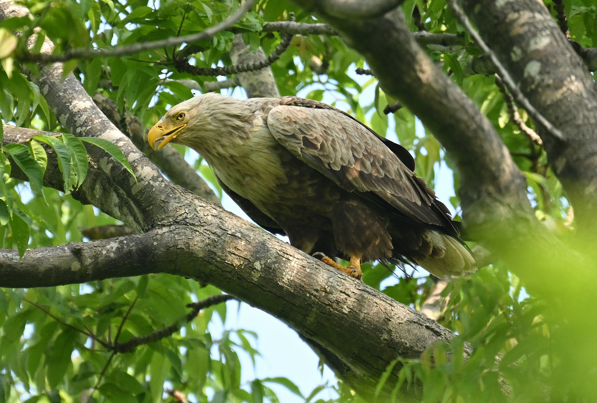 �T���l�C��08