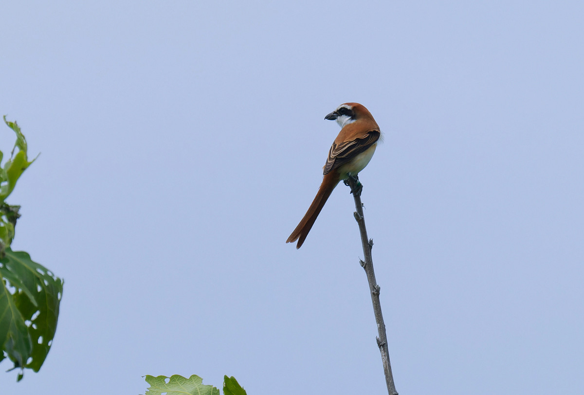 �T���l�C��09