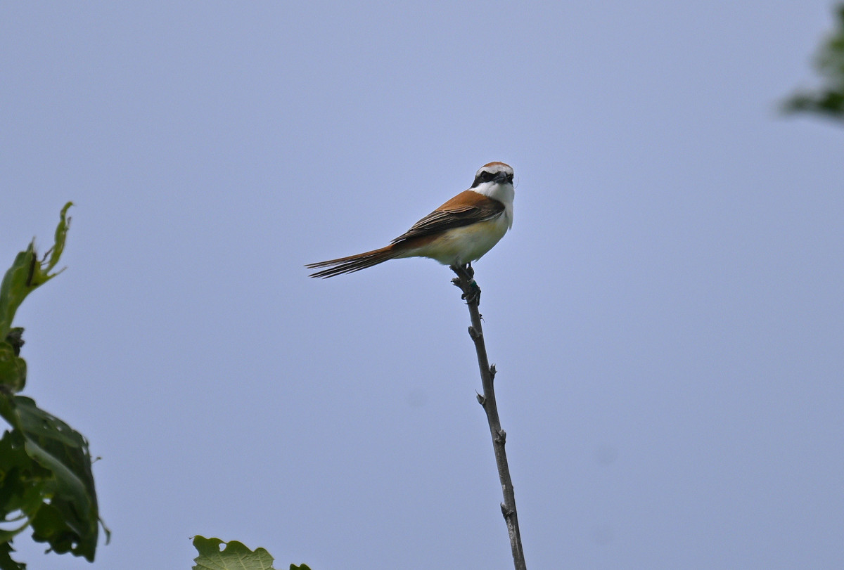 �T���l�C��10