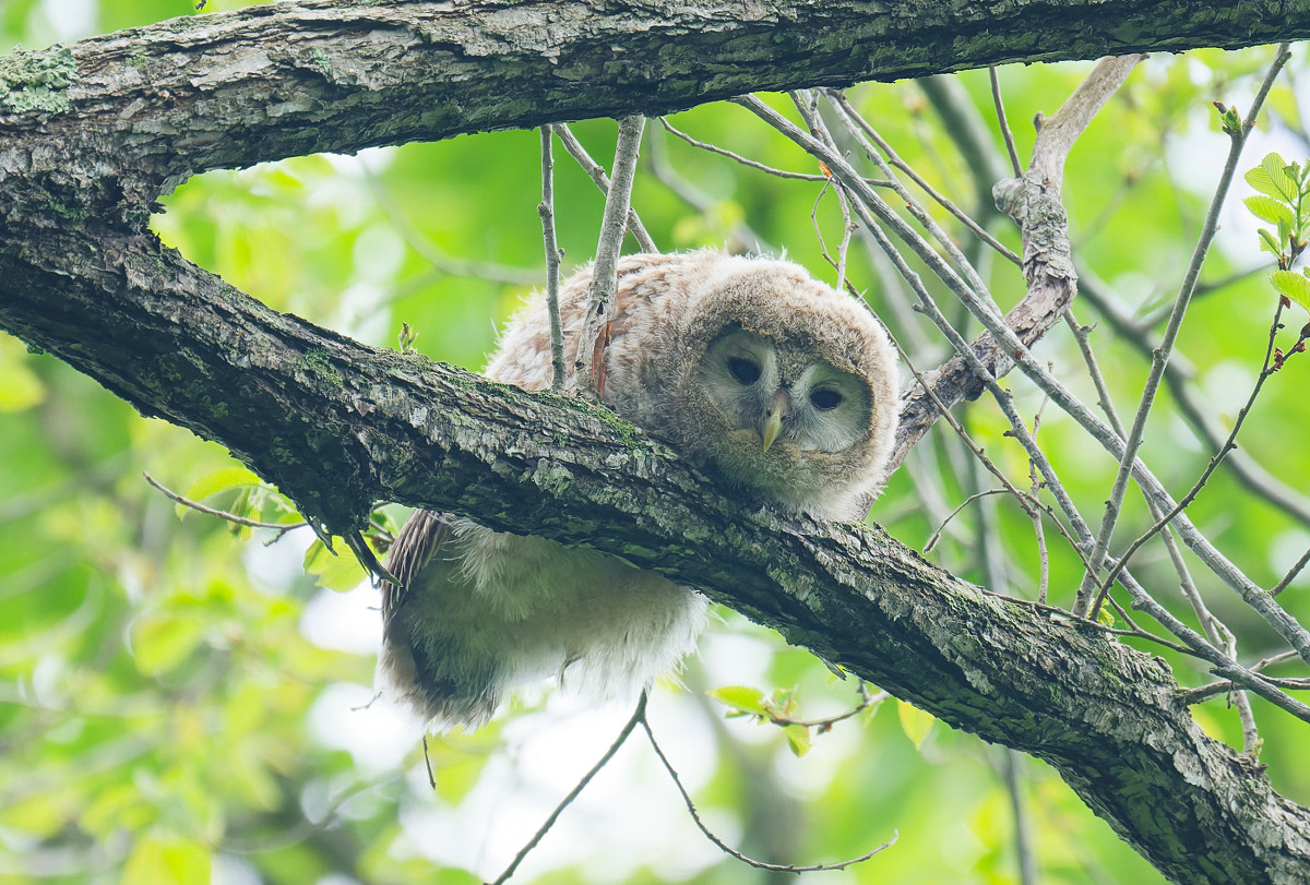 �T���l�C��12