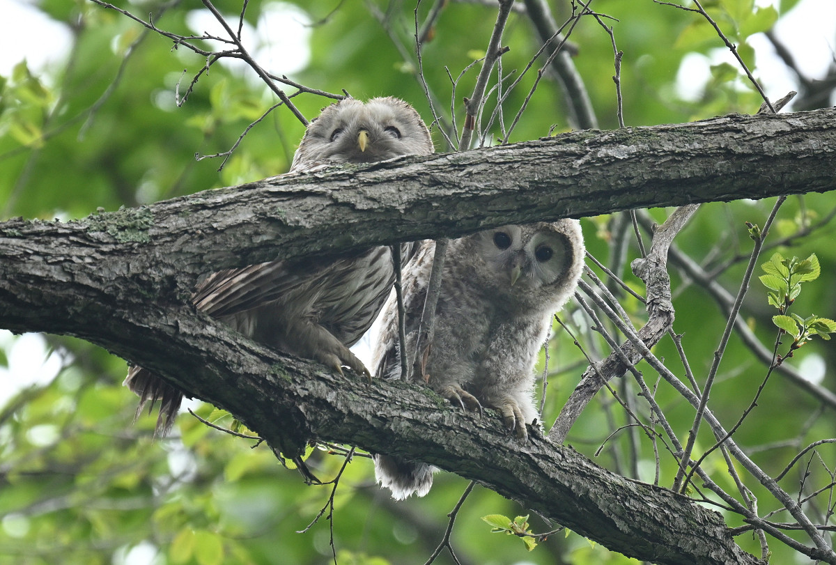 �T���l�C��13