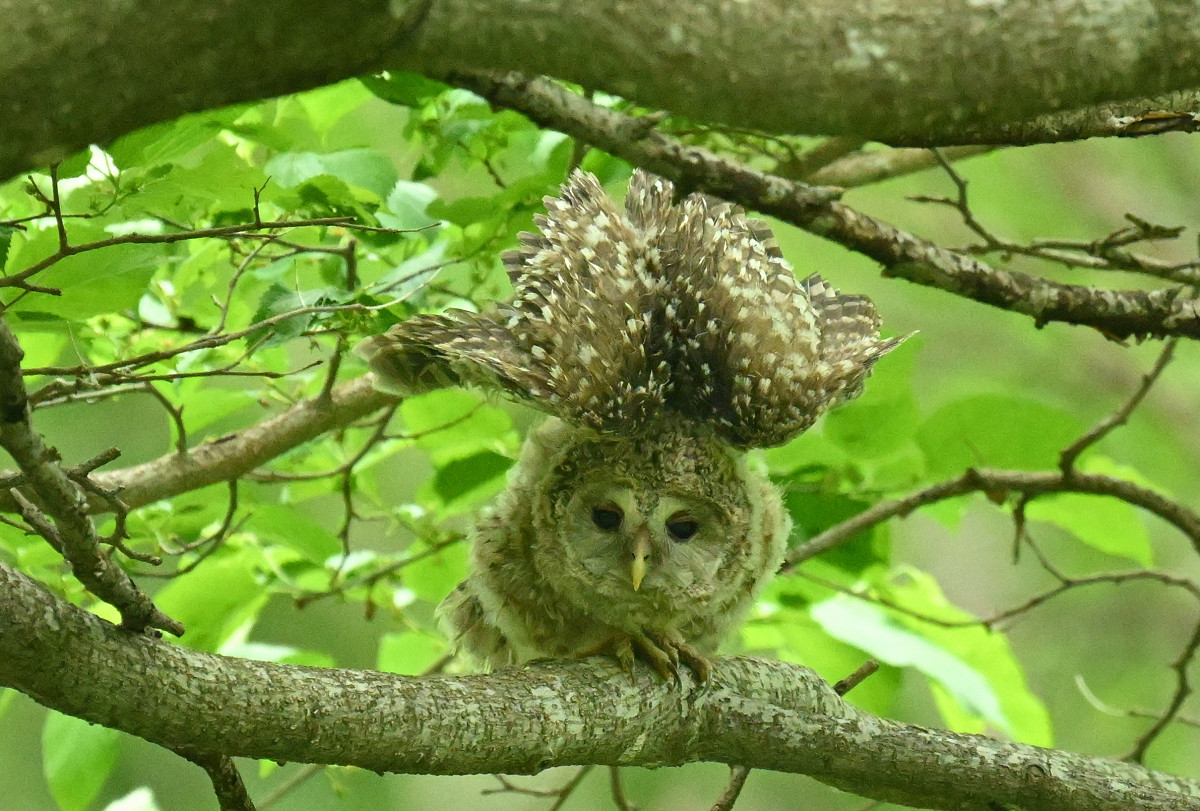 �T���l�C��15