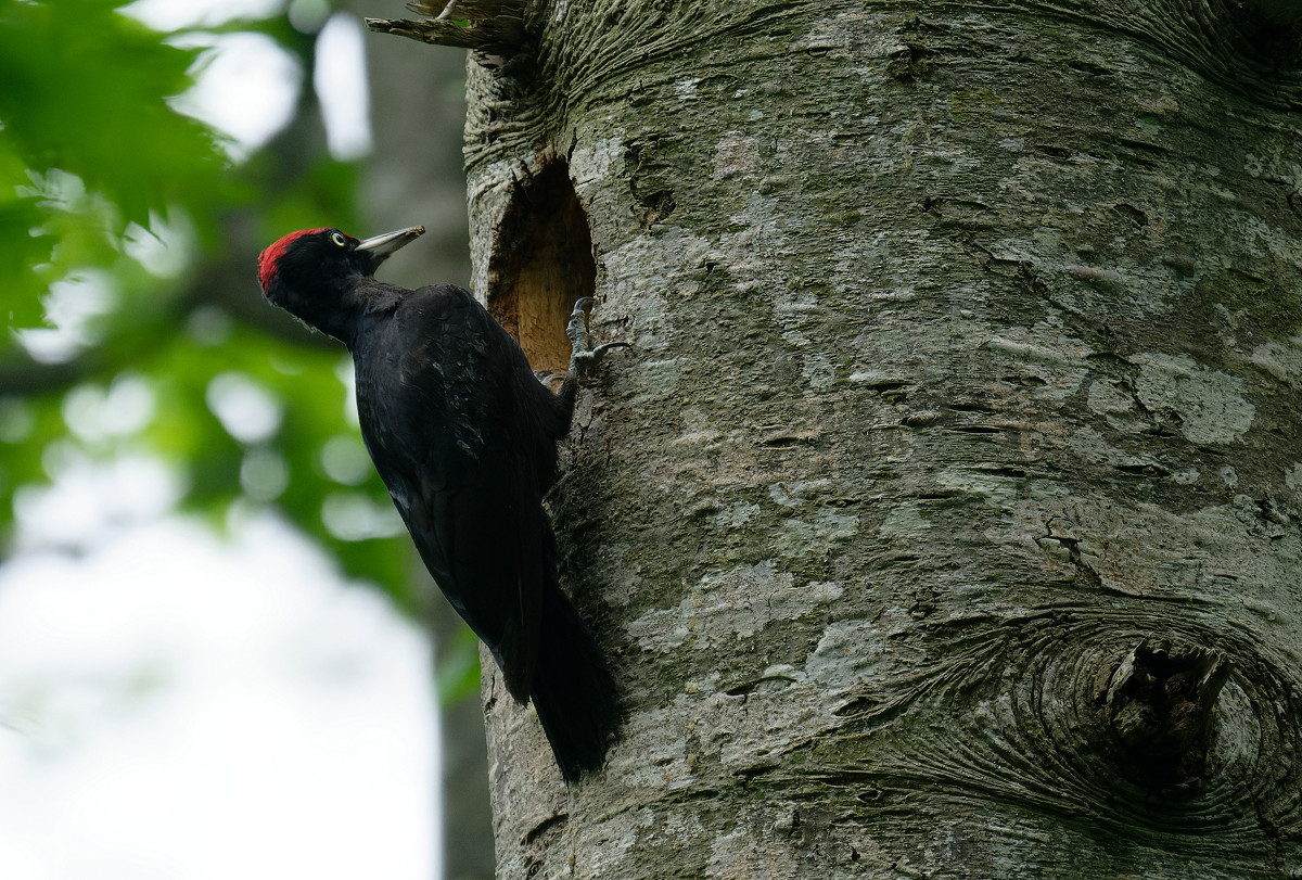 �T���l�C��16