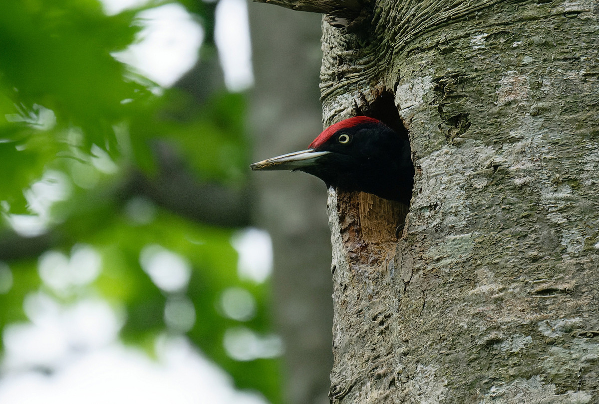 �T���l�C��17