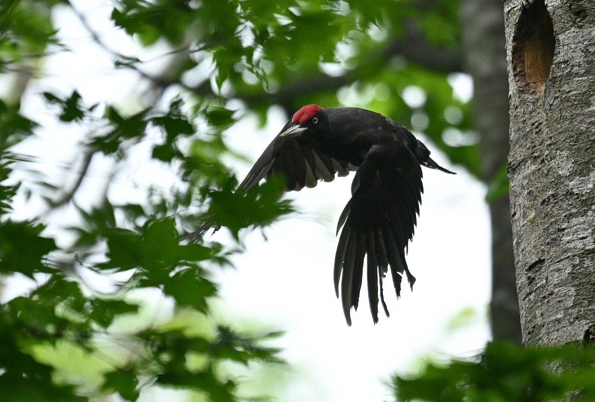 �T���l�C��18