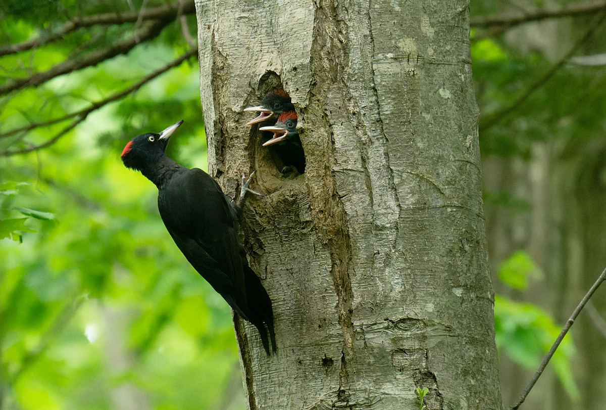 �T���l�C��20