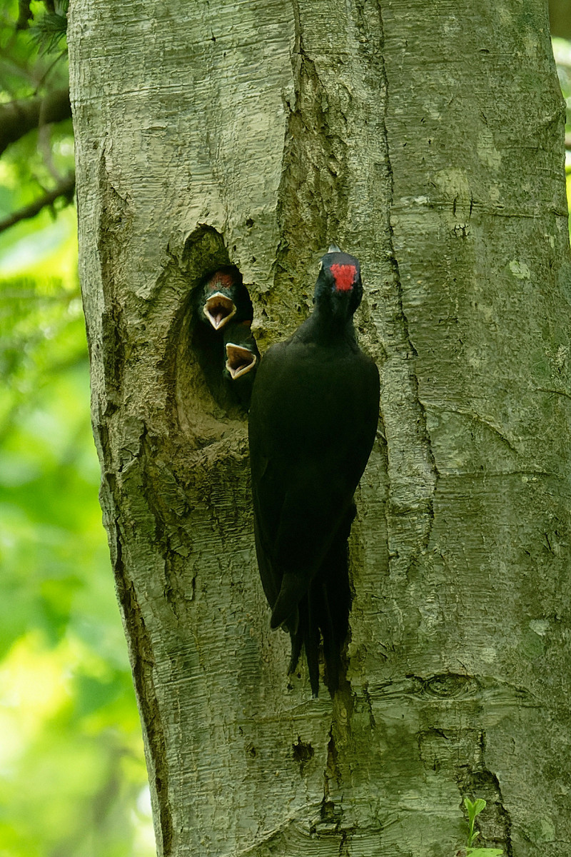 �T���l�C��22