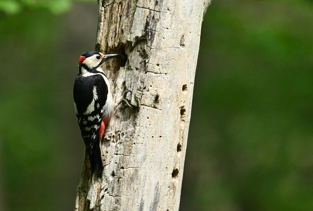 �T���l�C��25