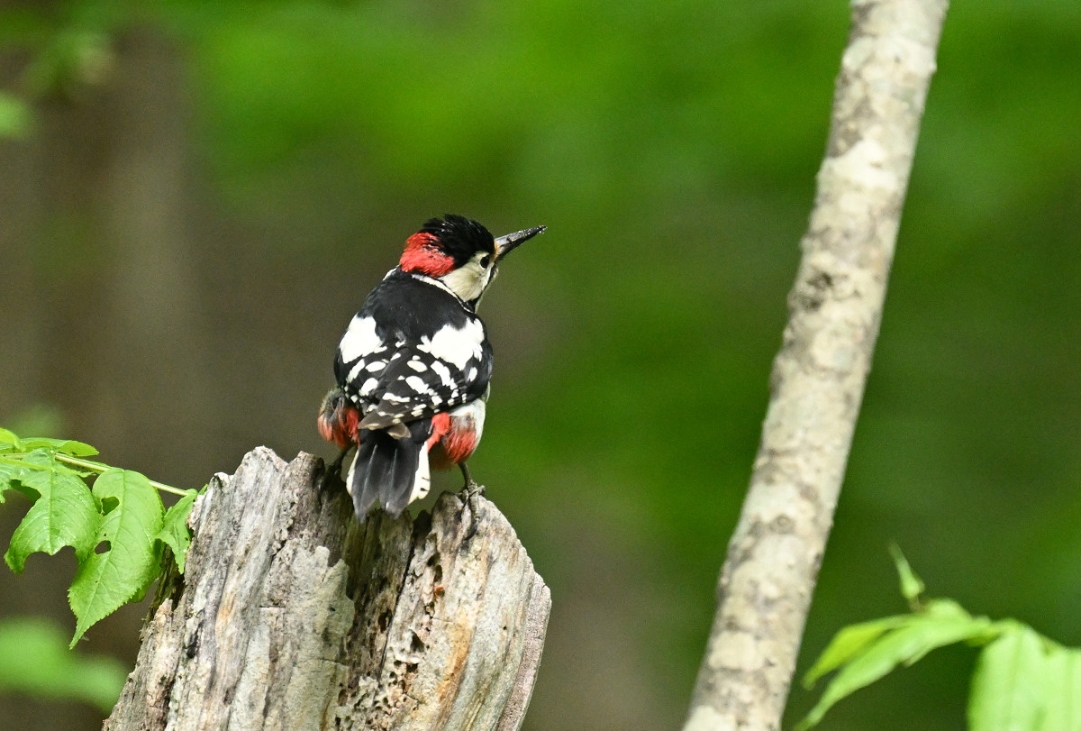 �T���l�C��26