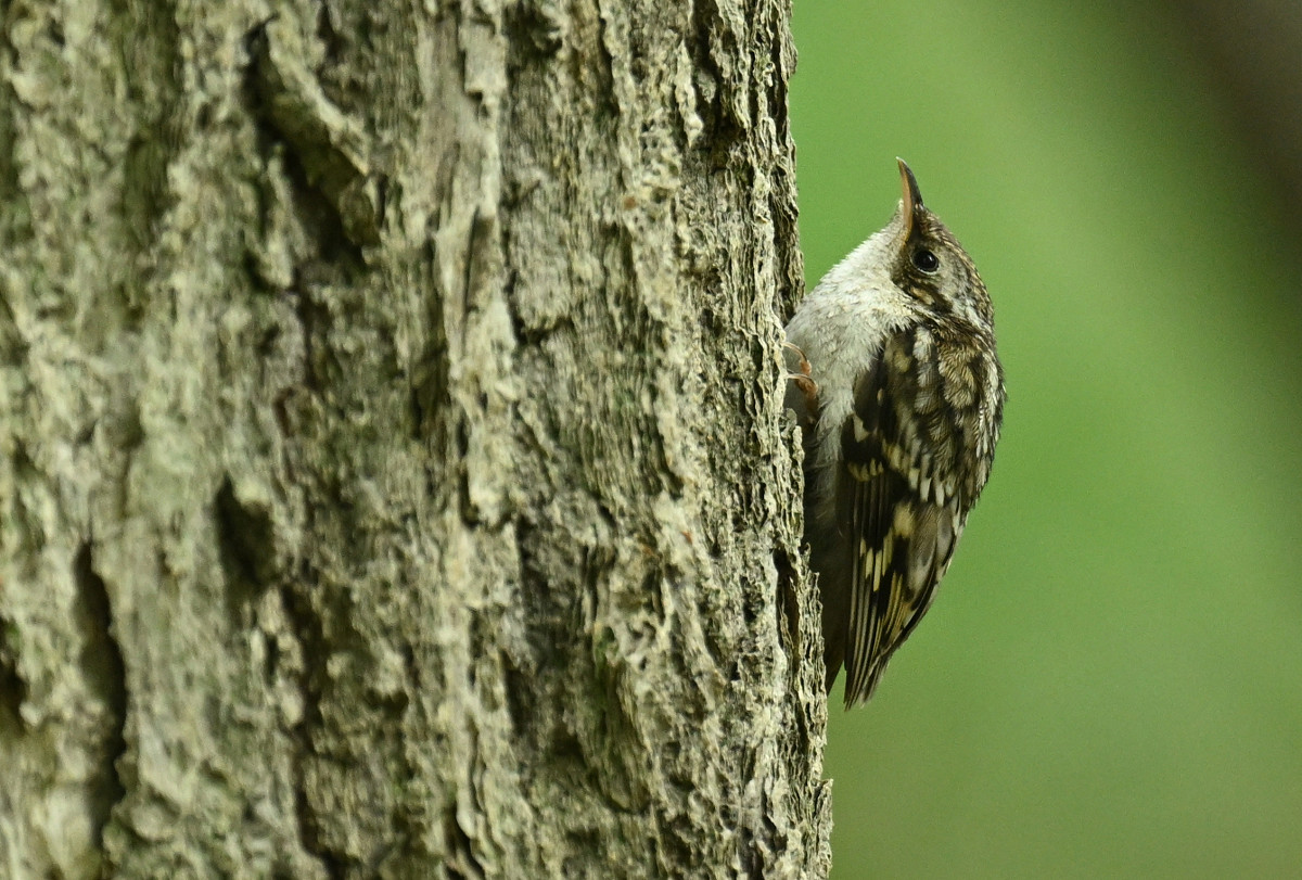 �T���l�C��28