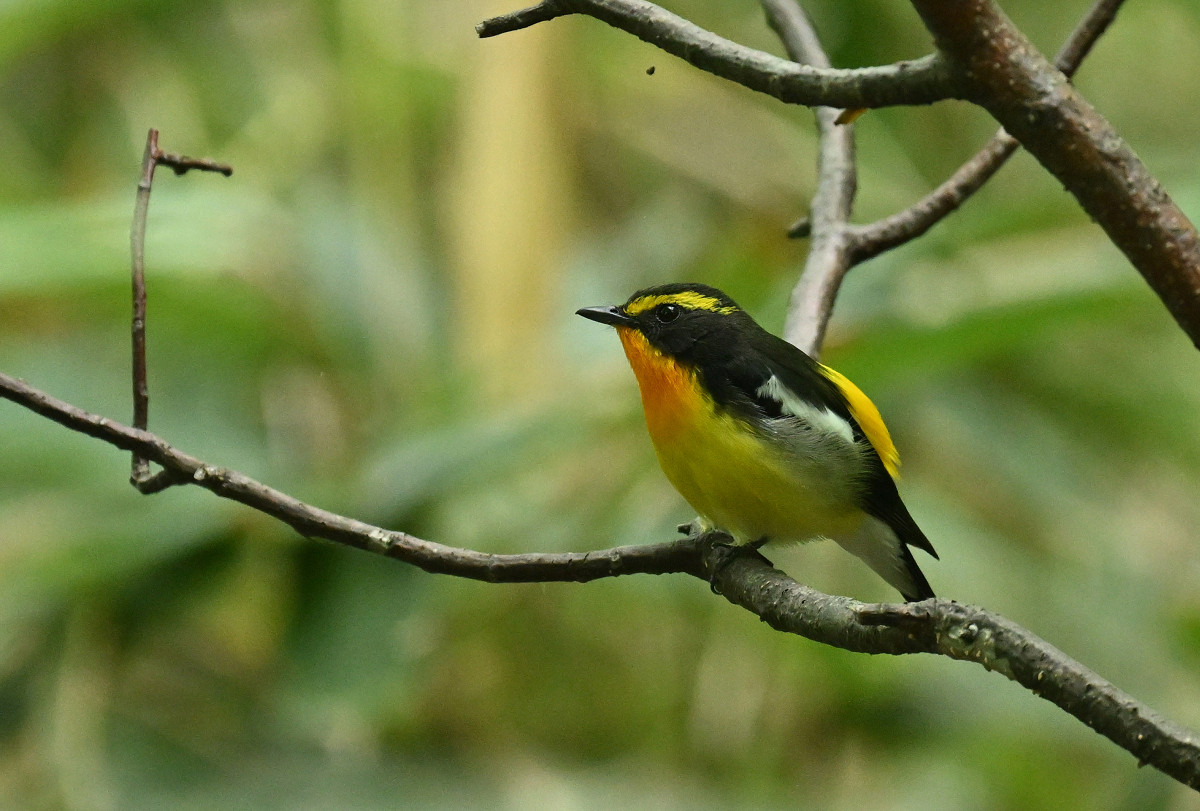 �T���l�C��29