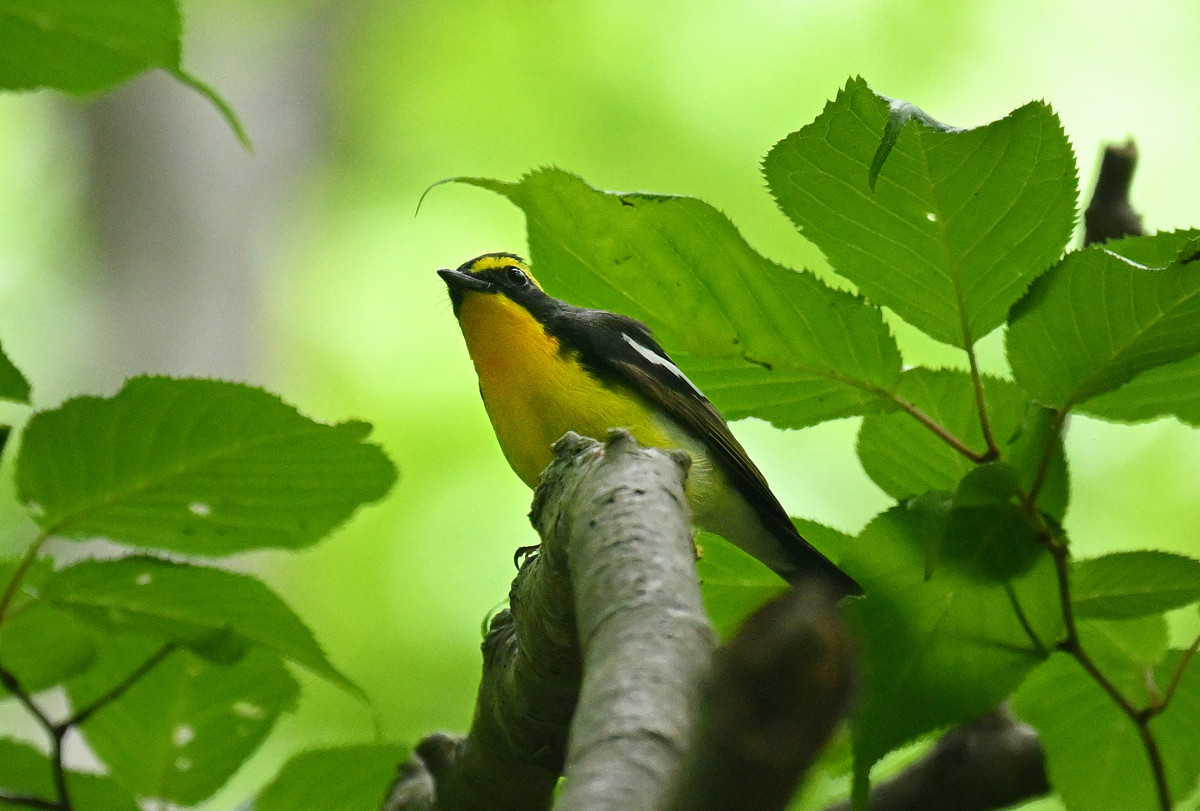 �T���l�C��30