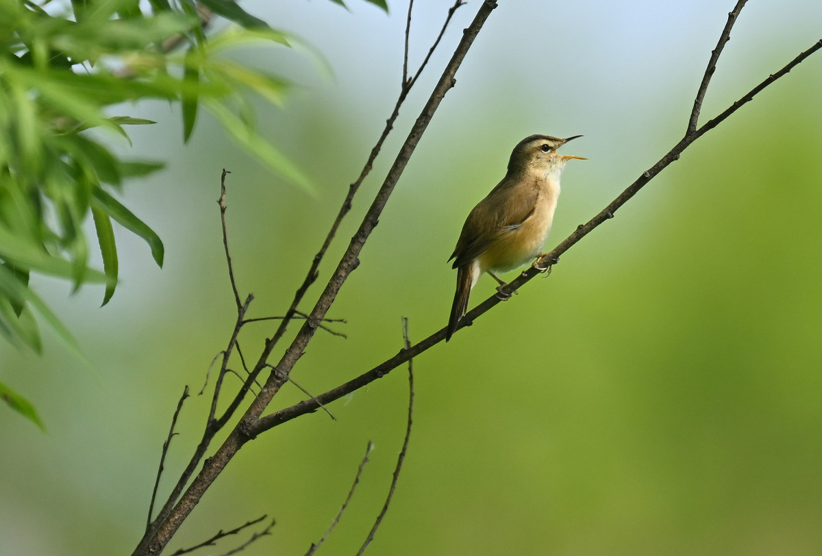 �T���l�C��32