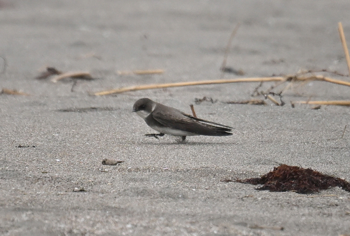 �T���l�C��33