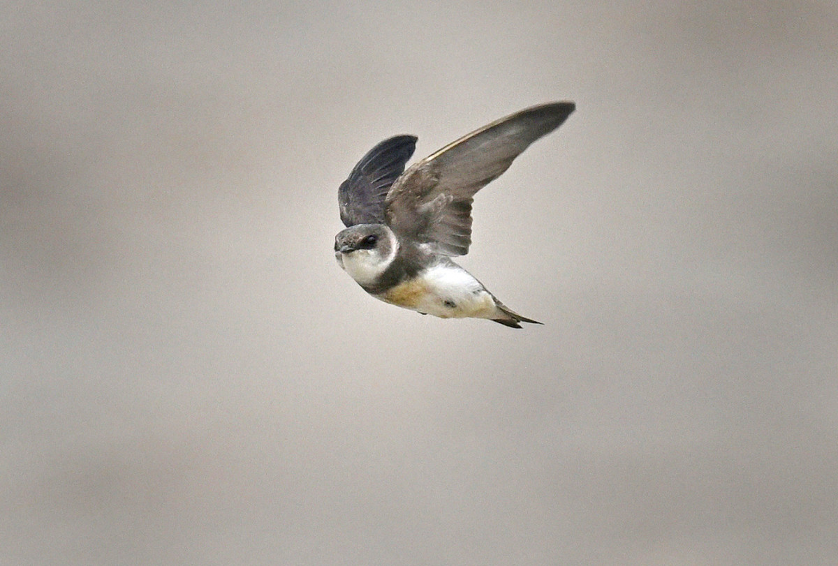 �T���l�C��34