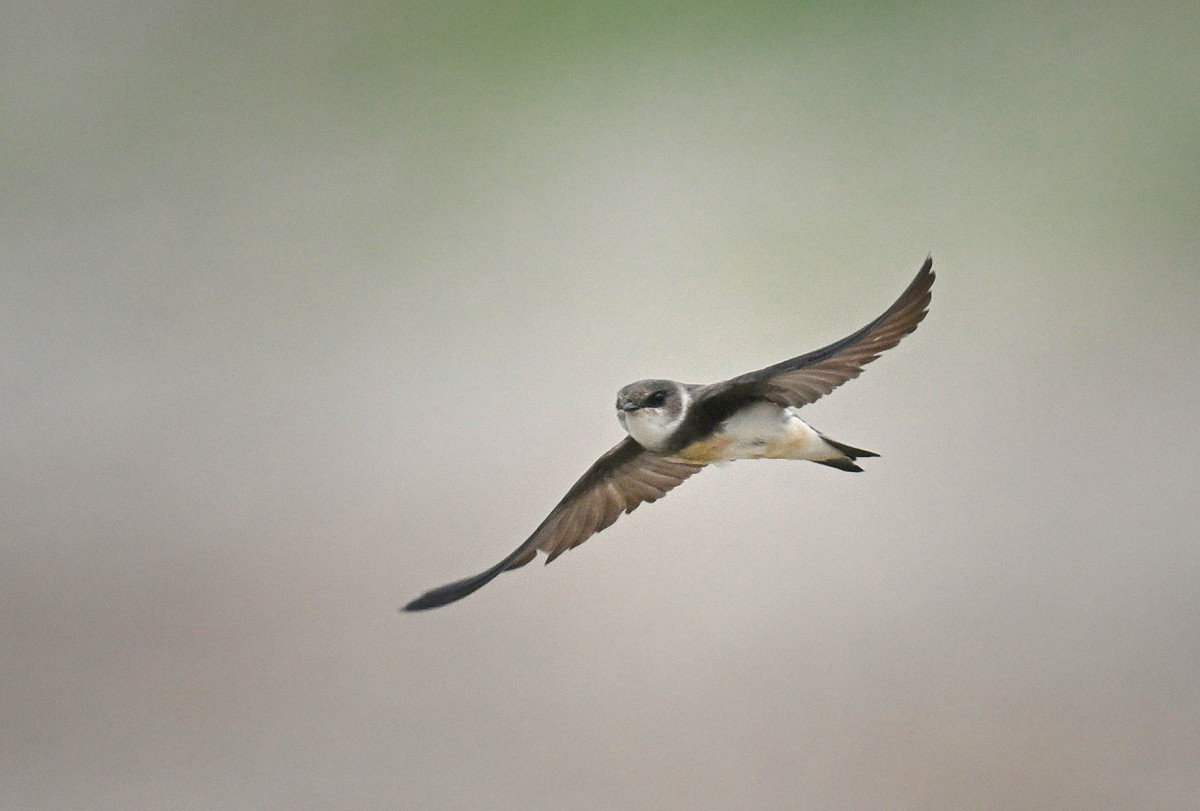 �T���l�C��35