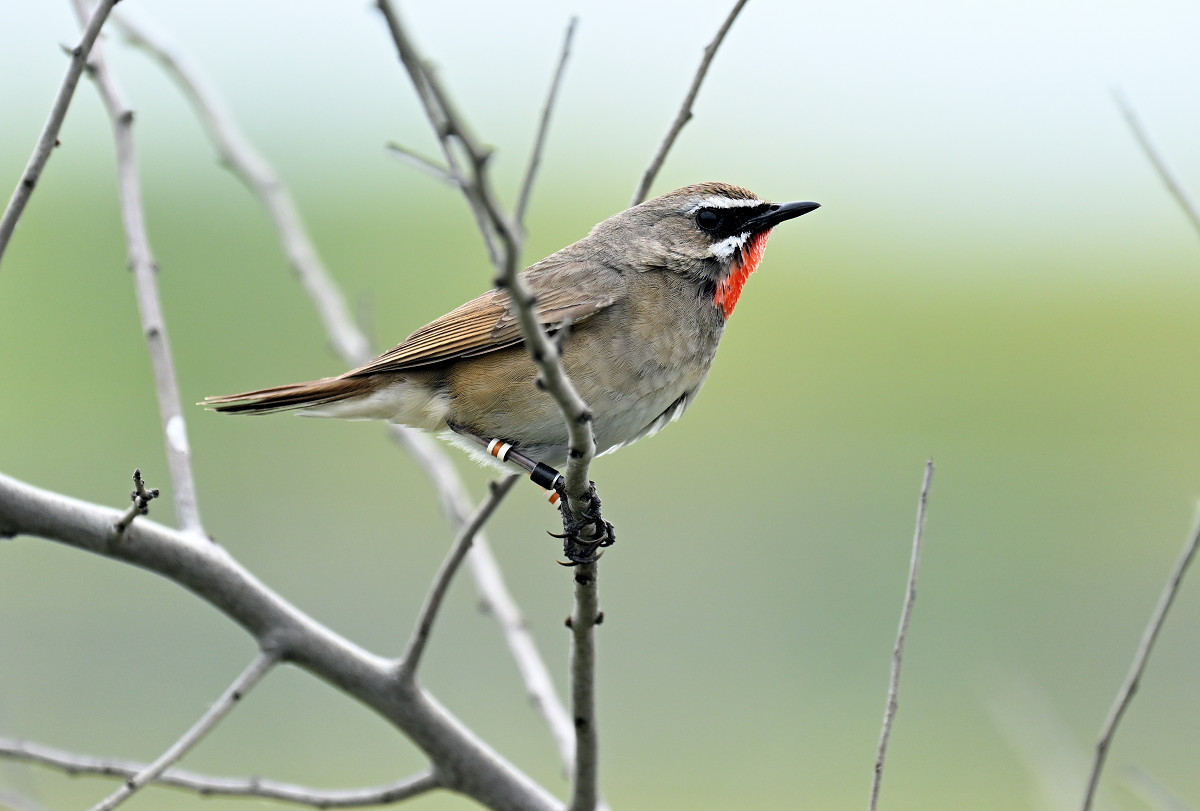 �T���l�C��36