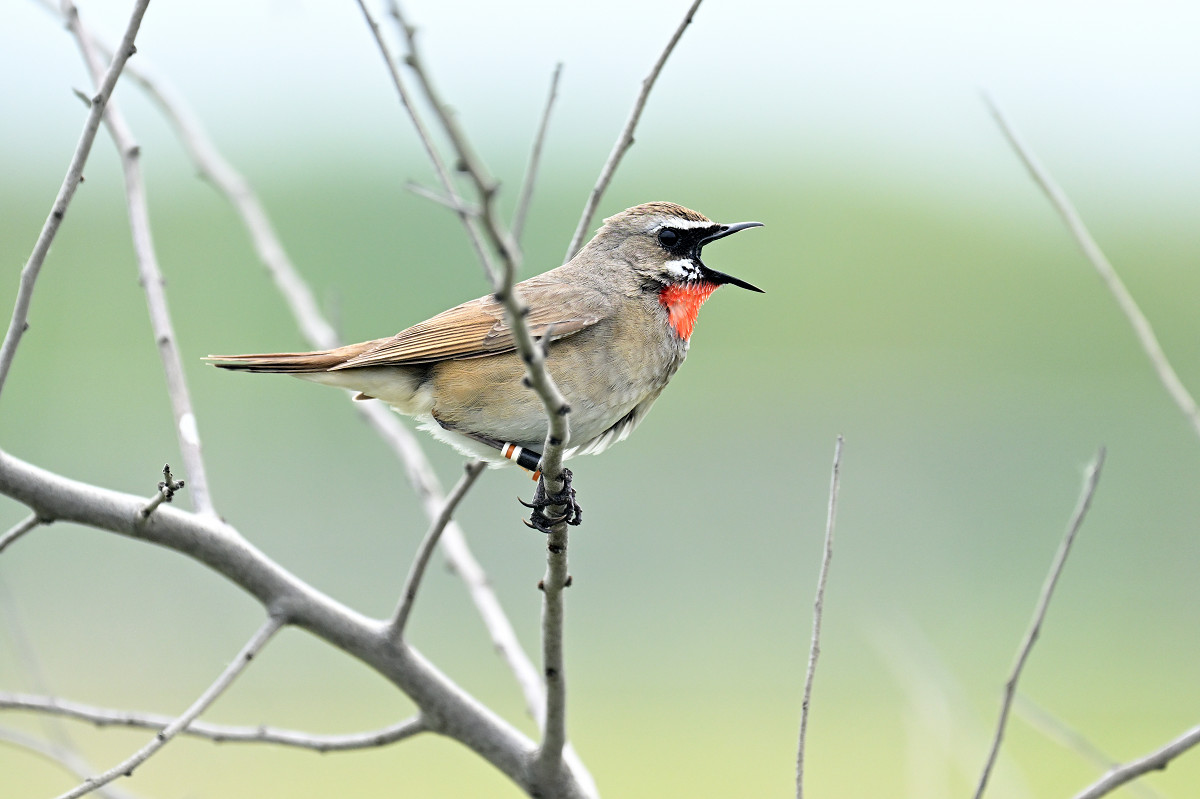 �T���l�C��37