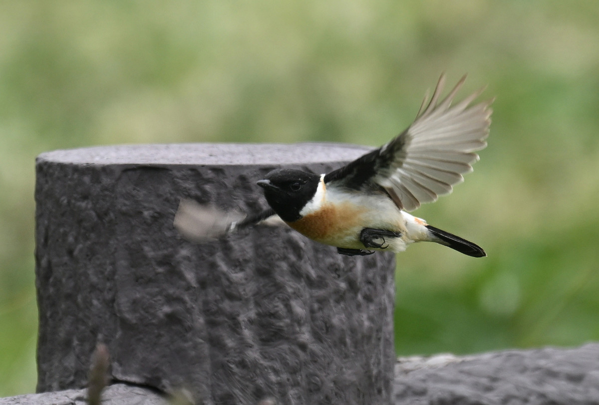 �T���l�C��39