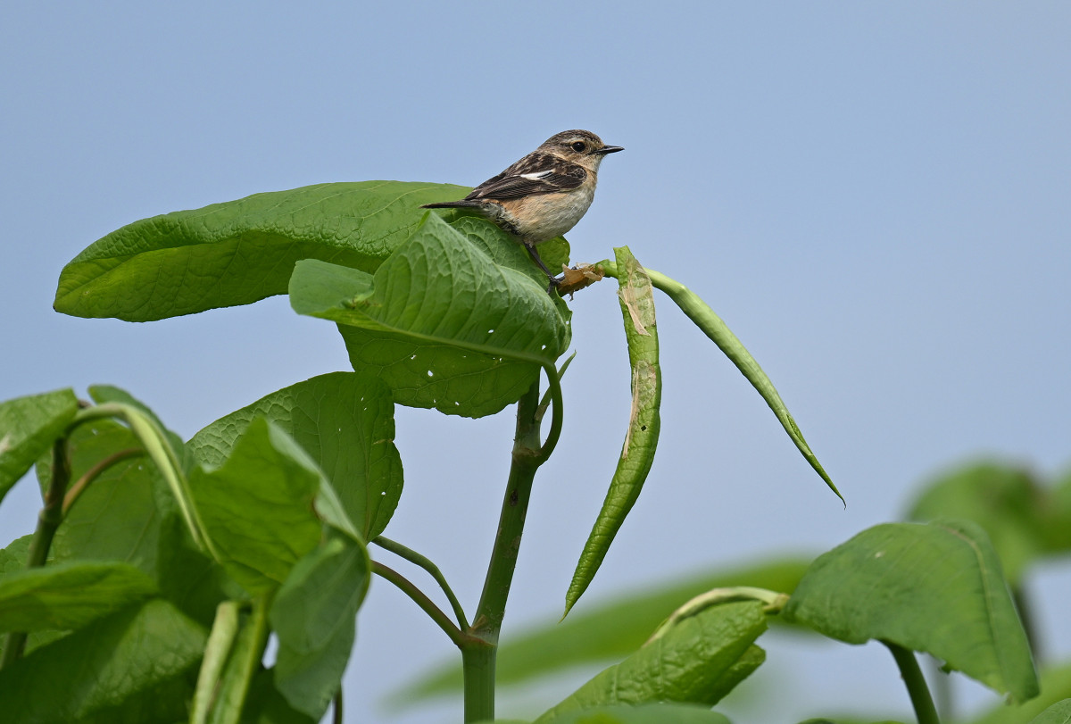 �T���l�C��40