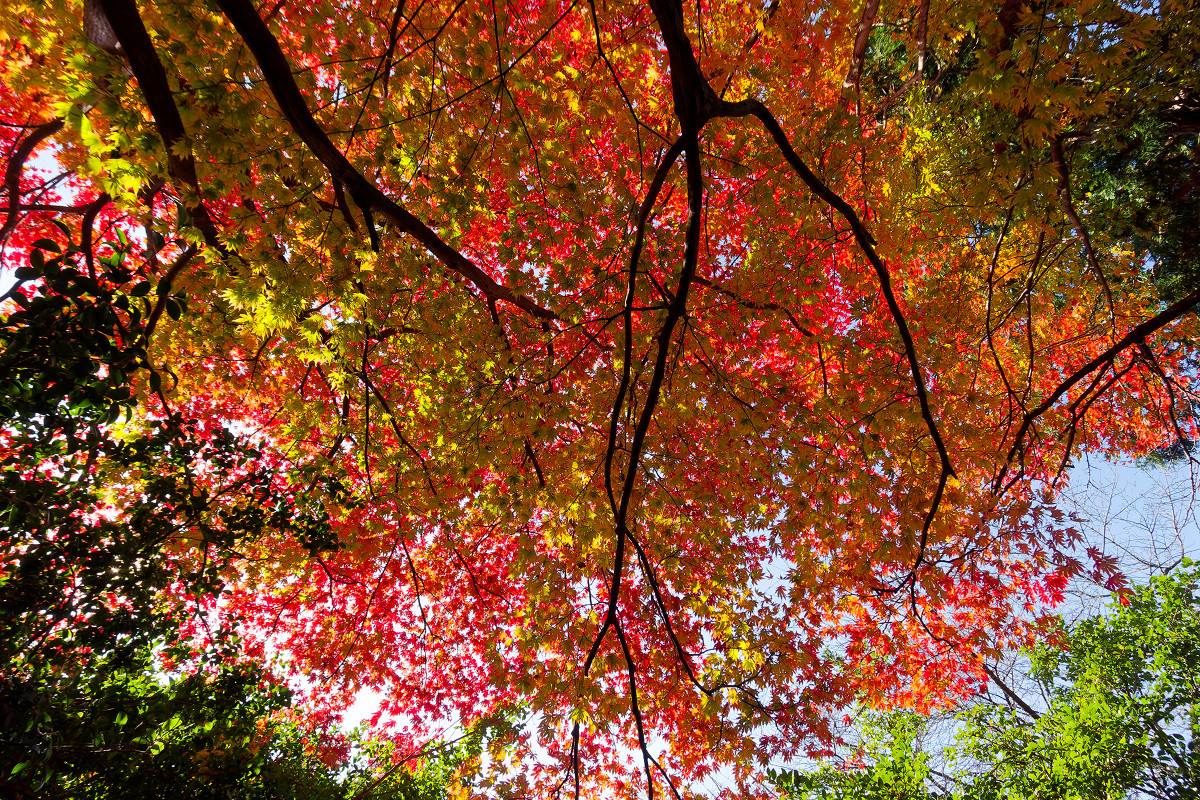 �T���l�C��02