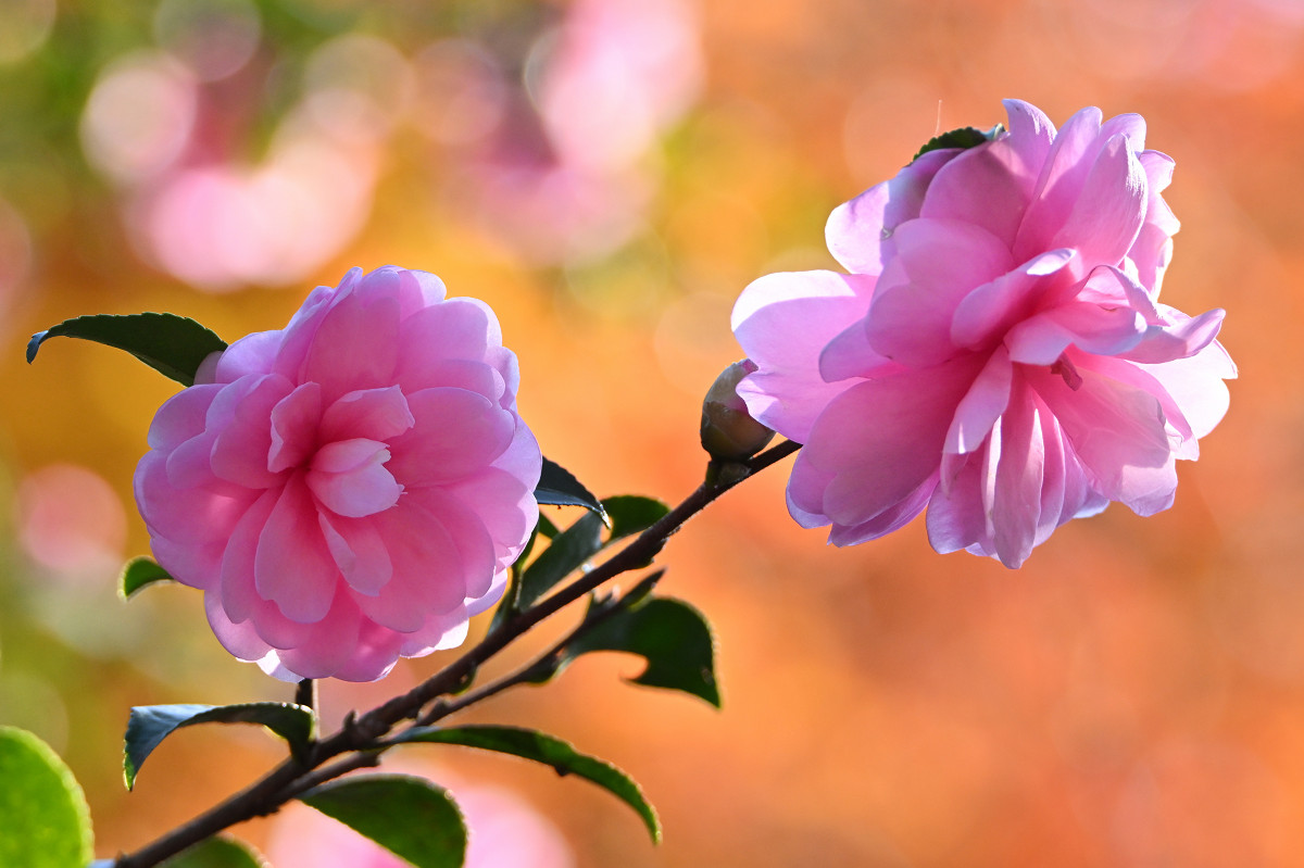 �T���l�C��07