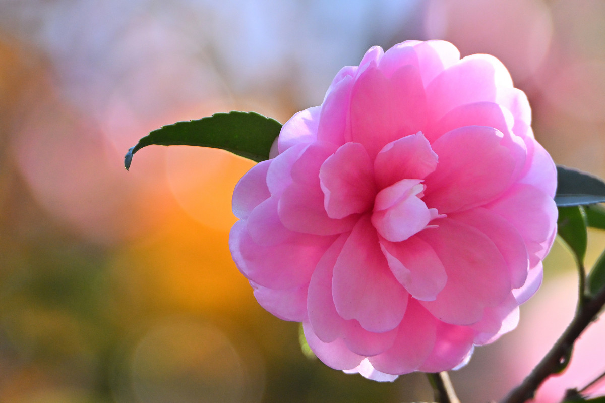 �T���l�C��08