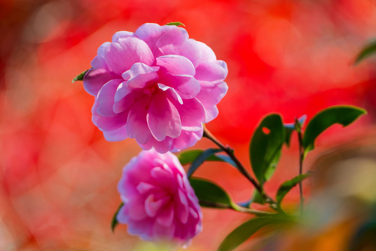 �T���l�C��10