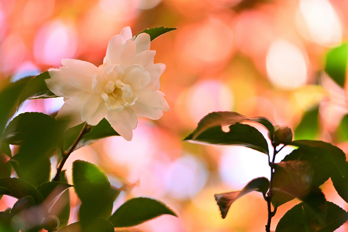 �T���l�C��11