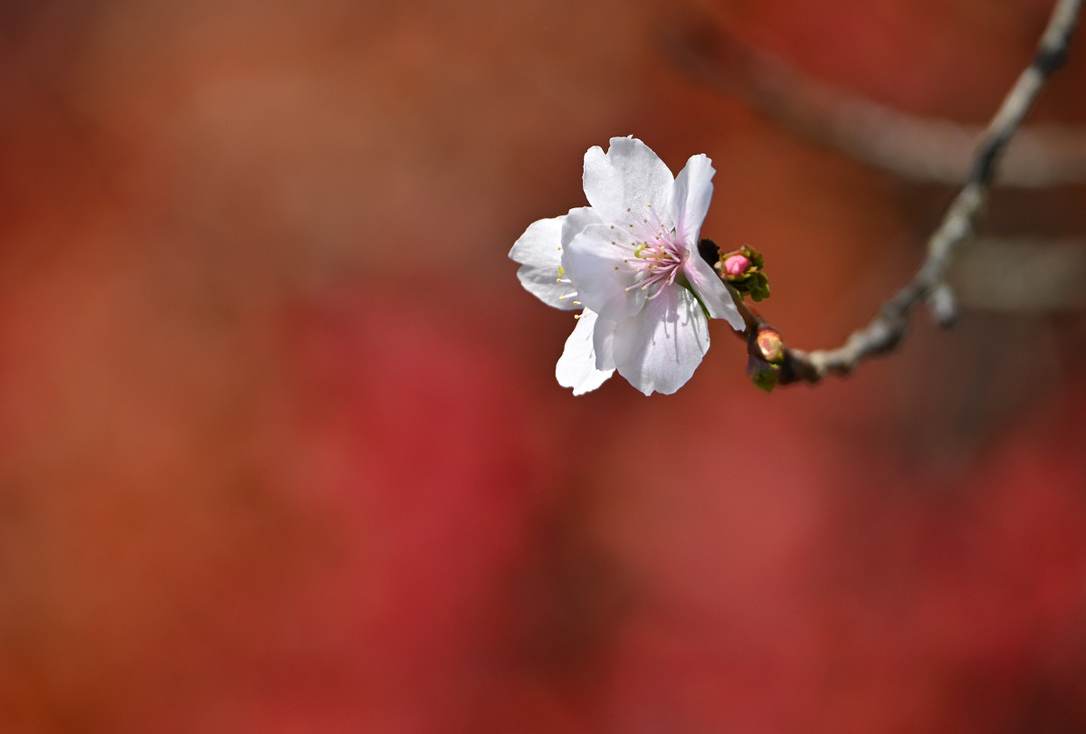 �T���l�C��12