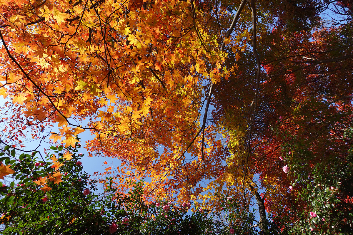 �T���l�C��13