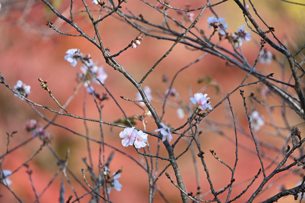 �T���l�C��14