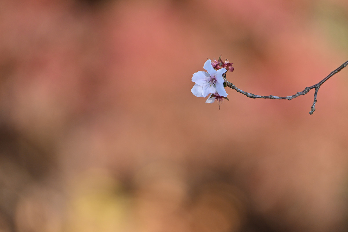 �T���l�C��15