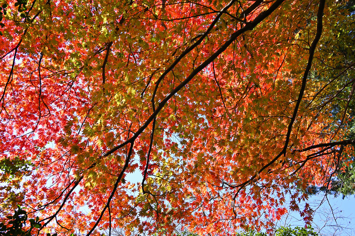 �T���l�C��16