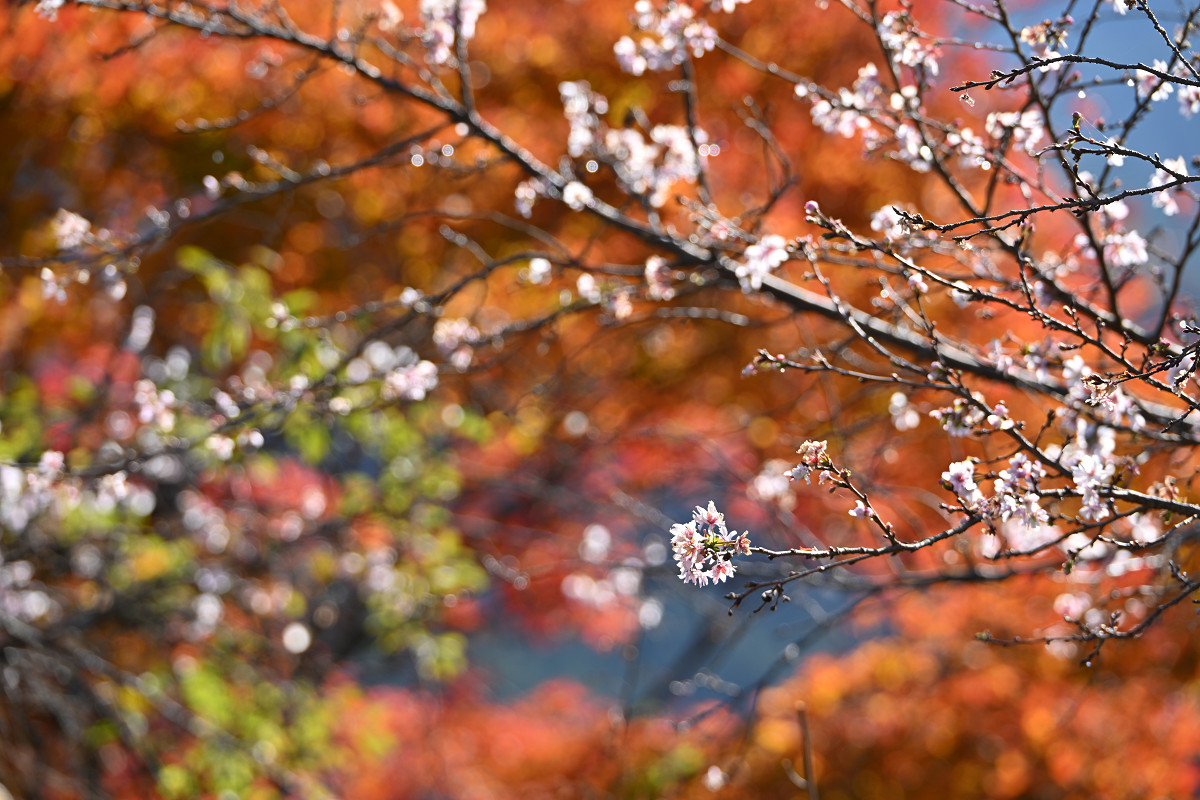 �T���l�C��18