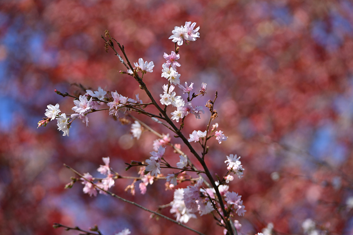 �T���l�C��20