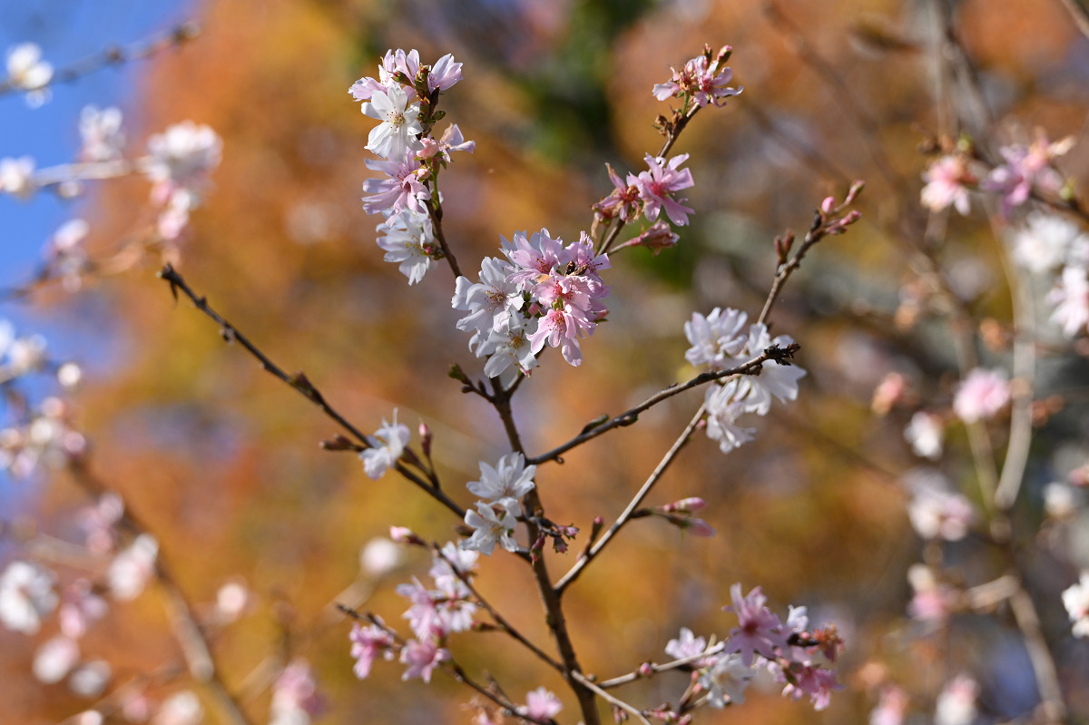 �T���l�C��23