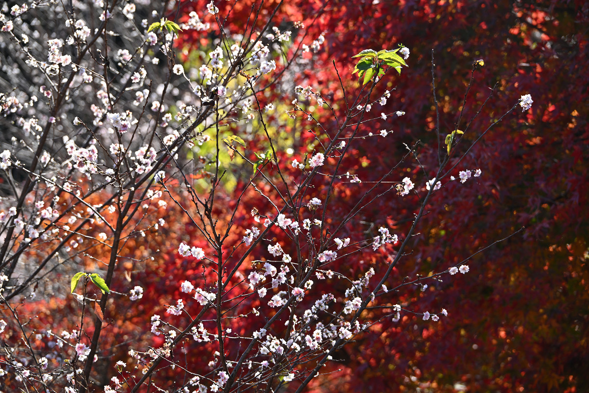 �T���l�C��24