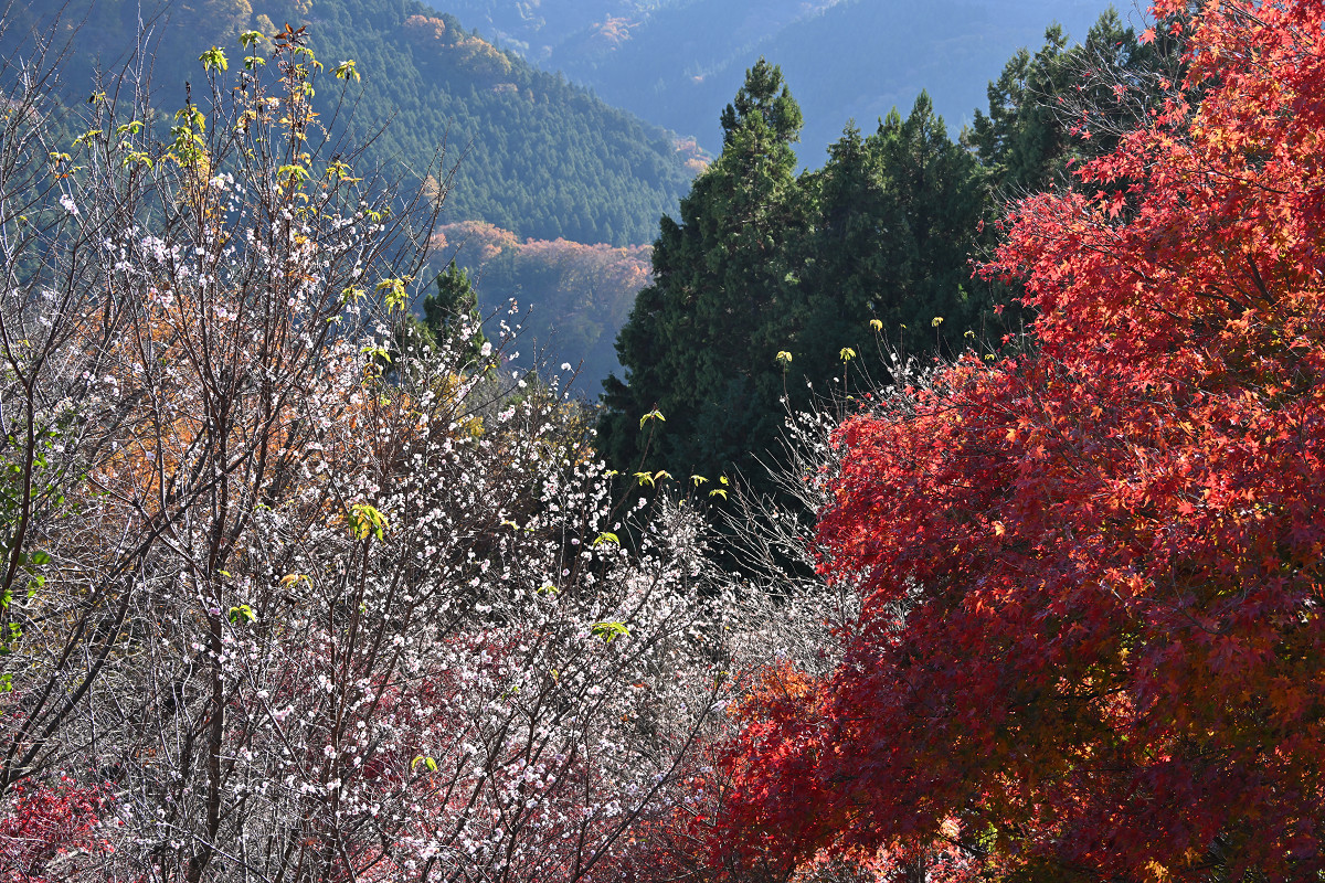 �T���l�C��25