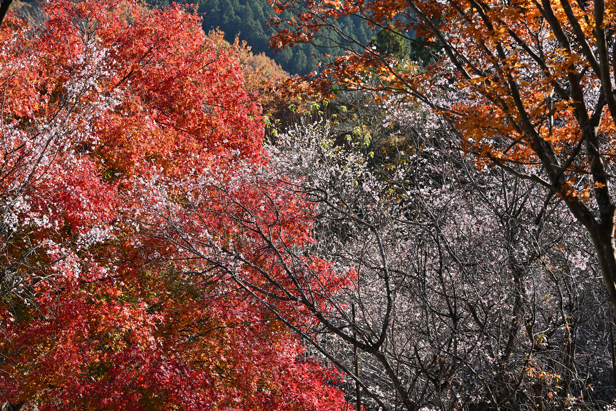 �T���l�C��26